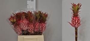 Ananas nina medium 50cm Boja-roza