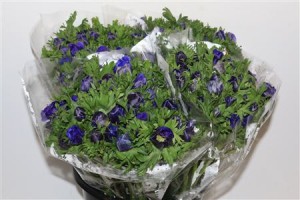 Anemone marianne blauw boja - plava