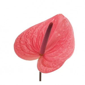 anthurium pink christina