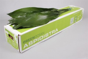 aspidistra