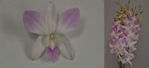 Dendrobium boja - ljubičasto bijela