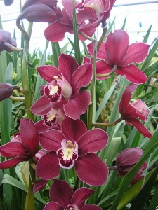 orhideja australian red boja - crvena