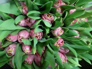 Tulipan endless love               Boja-roza