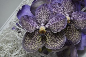 Vanda Boja-blue pale