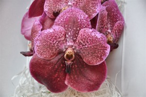 Vanda Boja-burgundi