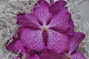 Vanda Boja-cherry