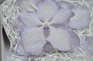 Vanda Boja-lavender