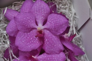 Vanda Boja-pink pale