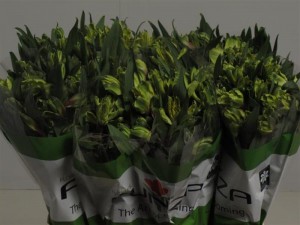 Alstromeria shakira green boja - žuta