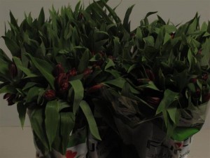 alstromeria hot pepper        Boja-crvena