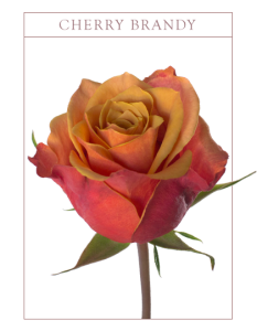 Ruža cherry brandy Boja-bicolor