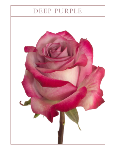 Ruža deep purple Boja-bicolor