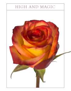 Ruža high and magic          Boja-bicolor