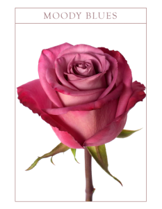 Ruža moody blues Boja-bicolor
