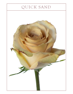 Ruža quick sand Boja-bicolor