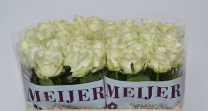 Ruža avalanche plus 50 cm   Boja-bijela