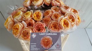 Ruža grootbloeming lady carolina 50cm Boja- žuta