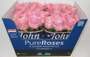 Ruža heidi 60cm Boja-roza