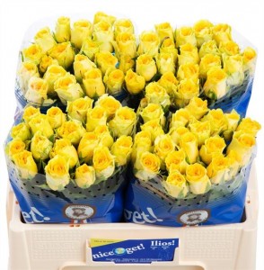 Ruža ilios 50cm Boja-žuta