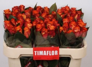 Ruža mariyo 50,70cm       Boja-narančasta