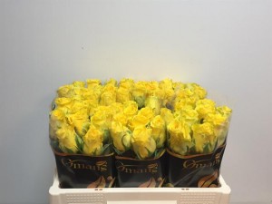 Ruža penny lane 50cm            Boja-žuta