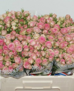 Ruža spray pepita 45,50cm        Boja-roza