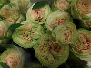 Ruža spray romantic pepita 50cm            Boja-salmon