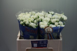 Ruža spray white bubbles 50cm Boja-bijela