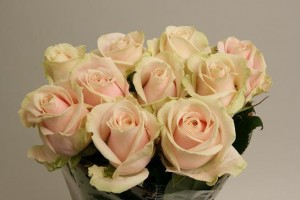 Ruža sweet avalanche plus 70,80cm         Boja- roza