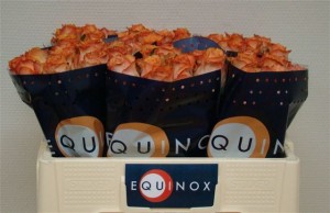 ruža twilight 50cm Boja-narančasta